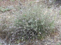 Centaurea hyssopifolia