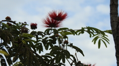 Calliandra tweediei