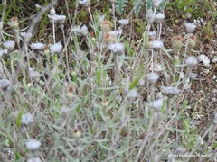Centaurea hyssopifolia