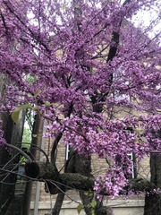 Cercis canadensis