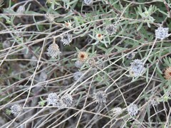 Centaurea hyssopifolia