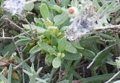 Helianthemum squamatum