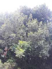 Melicoccus oliviformis