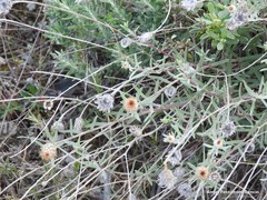 Centaurea hyssopifolia