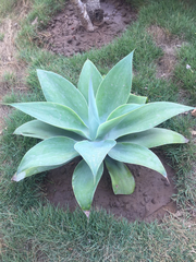 Agave attenuata