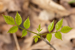 Fraxinus quadrangulata