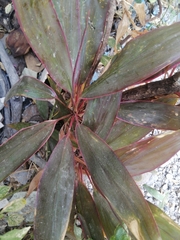 Cordyline fruticosa