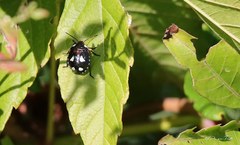 Chinavia erythrocnemis