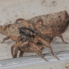 Trochosa sepulchralis