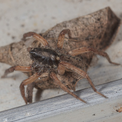 Trochosa sepulchralis