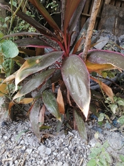 Cordyline fruticosa