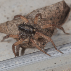 Trochosa sepulchralis