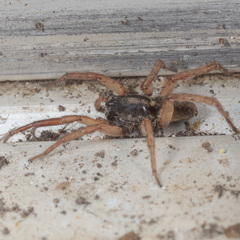 Trochosa sepulchralis