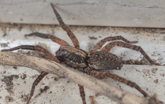 Trochosa sepulchralis