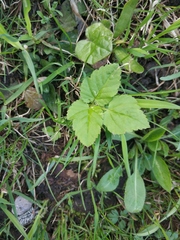 Aegopodium podagraria