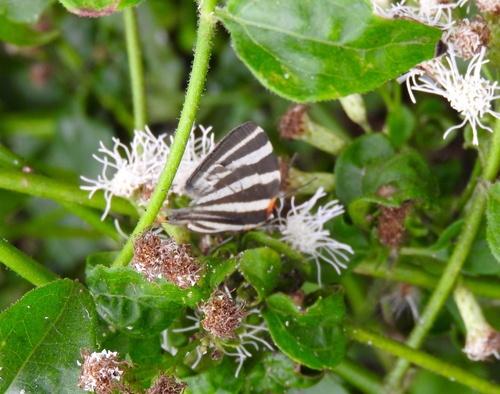 Photo of Zebra-striped Hairstreak (Panthiades bathildis)