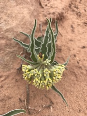 Asclepias macrosperma