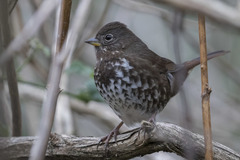 Passerella iliaca unalaschcensis