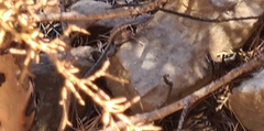 Sceloporus parvus