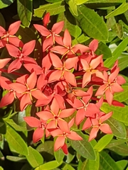 Ixora coccinea