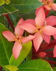 Ixora coccinea