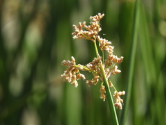 Bolboschoenus maritimus paludosus