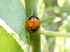 Neoharmonia venusta