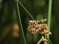 Bolboschoenus maritimus paludosus