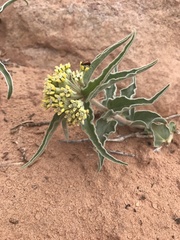 Asclepias macrosperma