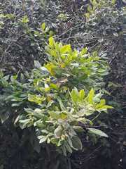 Melicoccus oliviformis