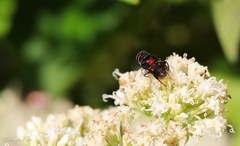 Palpada rufoscutellata