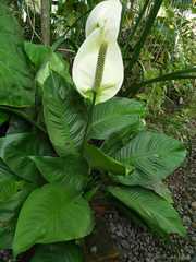 Spathiphyllum wallisii