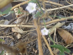 Convolvulus equitans equitans
