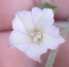 Convolvulus equitans equitans