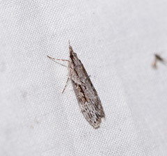 Scoparia ochrophara