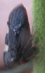 Enchenopa quadricolor