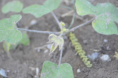 Ipomoea