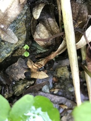 Platynus scrobiculatus