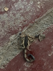 Centruroides margaritatus