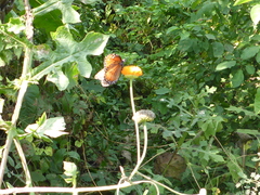 Danaus eresimus montezuma