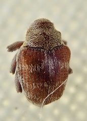 Coeliodes