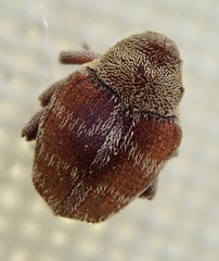 Coeliodes