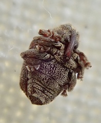 Coeliodes