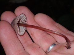 Mycena mariae