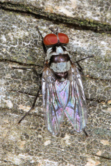 Anthomyia oculifera