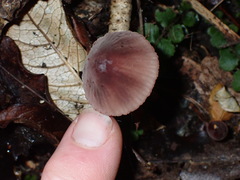 Mycena mariae