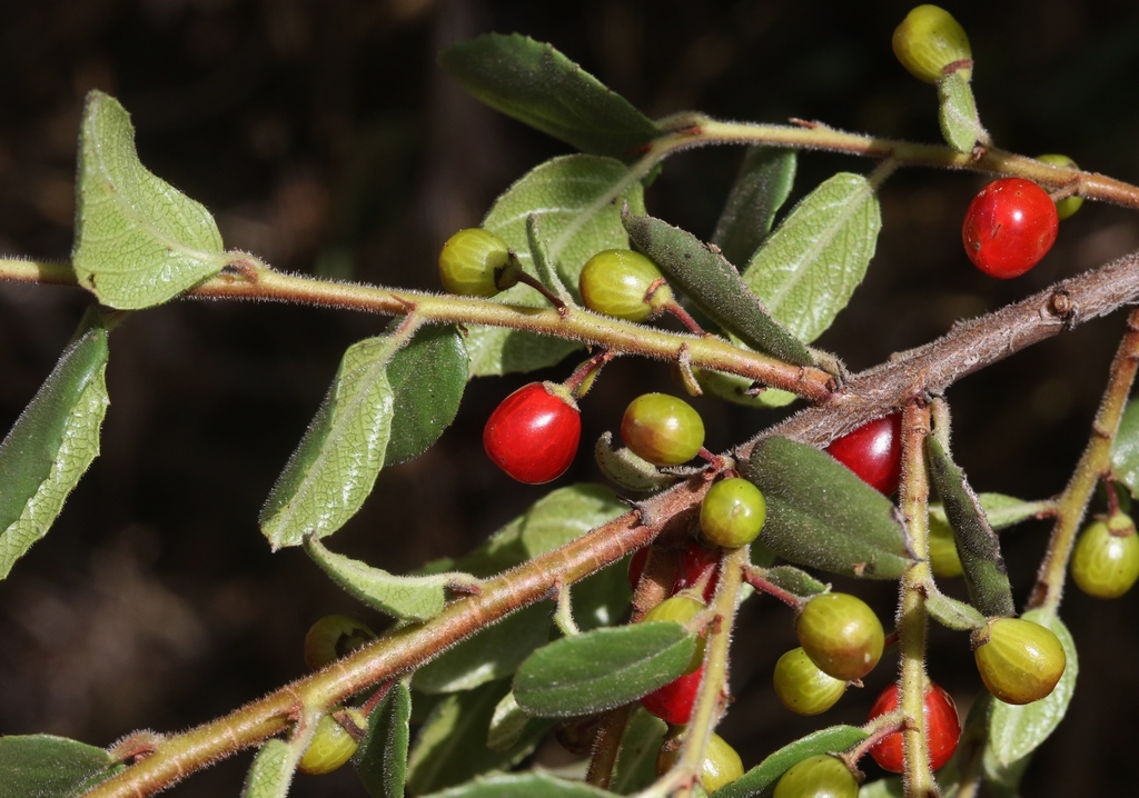 Hairyleaf Redberry