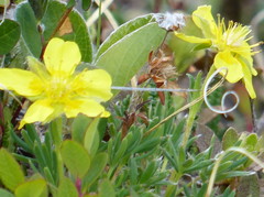 Potentilla biflora