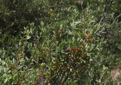 Rhamnus pilosa