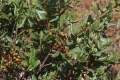 Rhamnus pilosa